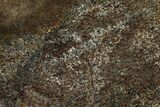 Polished Dinosaur Bone (Gembone) Slab - Utah #151457-1